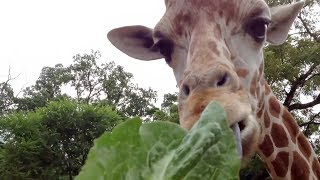 Feeding giraffes at Elmwood Park Zoo [upl. by Ecniuq]