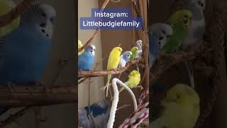 budgies budgie wellensittich [upl. by Brennen899]