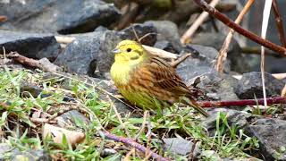 strnad obecný Emberiza citrinella male strnádka obyčajnáyellowhammerGoldammerrznadel zwyczajny [upl. by Alabaster243]