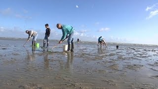 Calvados la pêche à pieds est toujours un succès [upl. by Luce]