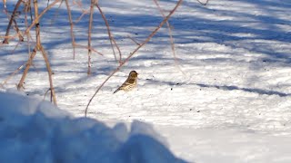 Чечётки Common redpoll [upl. by Egduj757]