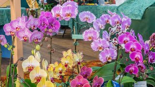 Nambour Orchid Show 2021 [upl. by Edieh]