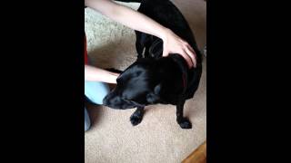 How to fit the Lupi no pull harness for dogs [upl. by Anirehc]