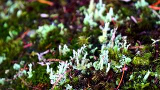 Boreal Forest  Saguenay [upl. by Ravi]