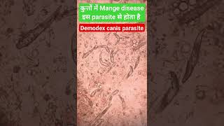 Dogs में Mange skin diseaseDemodex canis parasiteskin scrappingmicroscopic view [upl. by Ase]