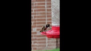 Incredible CloseUp Hummingbird Feeding from a Feeder  Hummingbird [upl. by Aime]