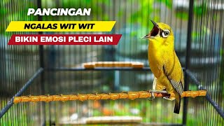 Pancingan Pleci Cepat Emosi Dan Nembak Bukpar [upl. by Nnaeinahpets]