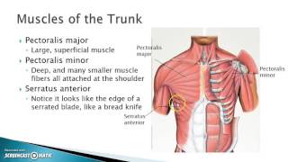 Trunk Muscles [upl. by Karrie]