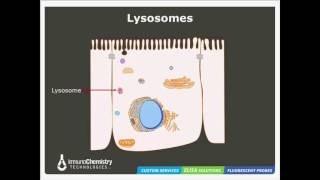 Solutions to Detect Cathepsin Activity [upl. by Lorelie]