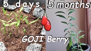 How to grow Goji berry from seed [upl. by Eniluqcaj]