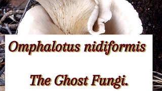 Must Know The GHOST FUNGI [upl. by Angelis]