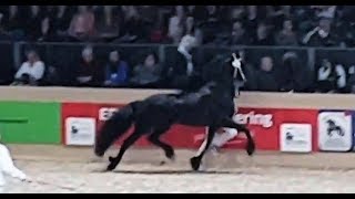 Omer 493 stallion inspection 2019 Friesian horse [upl. by Idaf]