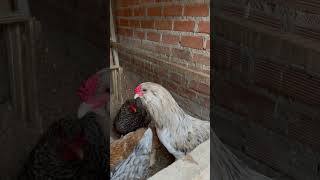 Un gallo barbón shortvideo gallinas gallinasencasa [upl. by Anahcra]