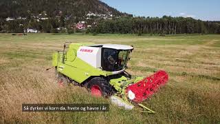 Rekordtidlig frøtresking med CLAAS AVERO 240  Erling Gjessing [upl. by Yldarb]