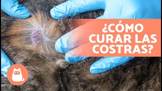 6 TRATAMIENTOS CASEROS para las COSTRAS en GATOS 🐈🧴 [upl. by Docile]