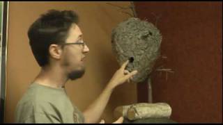 Paper Wasp Nest in Bird Feeder [upl. by Plafker]