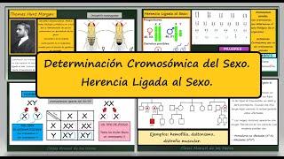 Determinación Cromosómica del Sexo Herencia Ligada al Sexo Daltonismo y Hemofilia Genética [upl. by Scarlet]