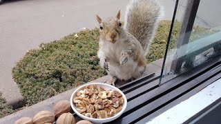 Squirrels reactions to hickory nuts [upl. by Hurley]