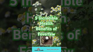 5 Incredible Health Benefits of Feverfew  carecrash [upl. by Rusell]