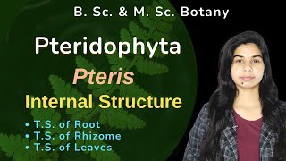 Pteridophyta  Pteris  Sporophyte  Internal Structure  Botany  B Sc amp M Sc [upl. by Helve925]