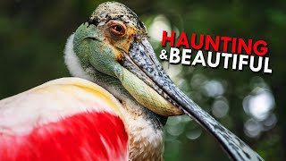 Roseate Spoonbills Hauntingly Beautiful Swamp Hunters [upl. by Sklar]