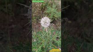 Echinops echinatus  Asteraceae Family  Flower Head Description asteraceae plants botanic [upl. by Maidel]