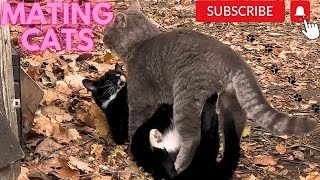 Cats mating Group cats mating on street Successfully Mating Cats Hard Love couple cat mating call [upl. by Navlys399]