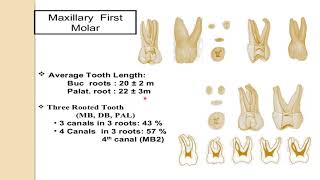 anatomy of pulp cavity endodontics lecture [upl. by Alig356]