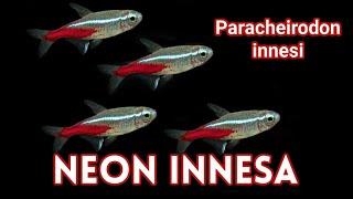 NEON INNESA  Paracheirodon innesi  Ładna i Łagodna Rybka Akwariowa [upl. by Rednasela]