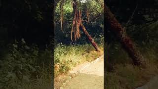 Trail in wetland viralshort viralvideo nature reels reel [upl. by Heron]