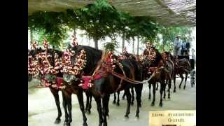 190  Enganches de 1 a 11 caballosGanadería El Niño de la Fuerza La Zubia Granada [upl. by Einobe]