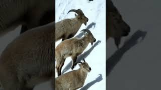 Baby Ibex shortsfeed mountains trending youtubeshorts youtube ytshorts pakistan [upl. by Elegna]