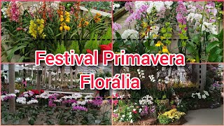 FESTIVAL PRIMAVERA NA FLORÁLIA [upl. by Clance470]