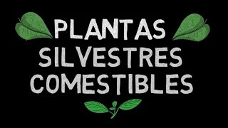 PLANTAS SILVESTRES COMESTIBLES  Lista y propiedades [upl. by Ardnosac]