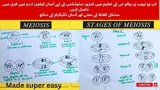 Phases of MeiosisMade super easy Meiosiscell division complete detail in urdu9th classMDCAT [upl. by Attegroeg]