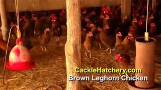 Brown Leghorn Chicken Breed Breeder Flock  Cackle Hatchery [upl. by Bart]