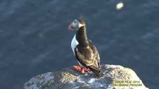 LUNNEFÅGEL Atlantic Puffin Fratercula arctica Klipp  1464 [upl. by Naillik]