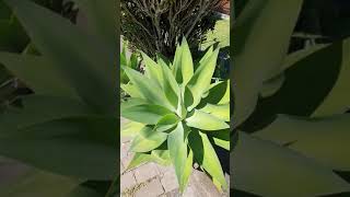 Agave Dragão a Rainha das Suculentas🌿🌿Agave attenuata [upl. by Dijam84]