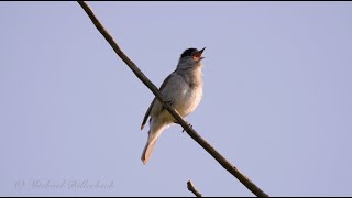 Eurasian Blackcap singing  Mönchsgrasmücke singt [upl. by Franklin]