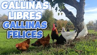 BENEFICIOS de la CRÍA de GALLINAS en LIBERTAD [upl. by Colombi171]