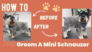 Miniature Schnauzer Grooming  Modified Breed Standard Pet Trim  How To Groom Video [upl. by Colleen566]