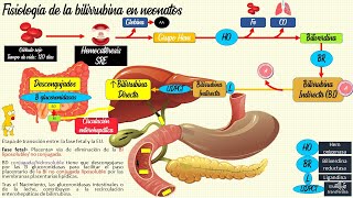 Ictericia neonatal Fisiológica y patológica👶 PEDIATRÍA [upl. by Streeter]