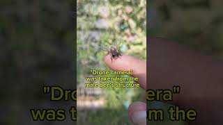 The Drone bee is he lucky or notهل كل النحل بيقرص؟ Part 2 الجزء ٢egypt europe usa gulf asia [upl. by Labaw287]