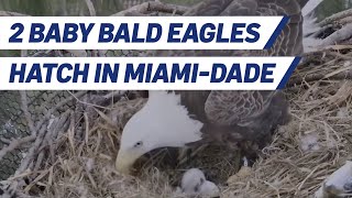 2 Baby Bald Eagles Hatch in MiamiDade [upl. by Tengler]