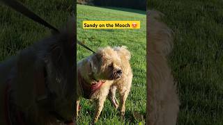 Sandy on the Mooch 😍 [upl. by Lorn]