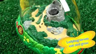 Grow Ladybugs at Home  Ladybug Land  Insect Lore [upl. by Auberta]