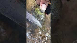 finding a baby crab inside clam unpredictable clam pearl seafood hunting [upl. by Gabor]