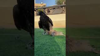 New Falcon Introduce A Lure For Race desertlife falconery birdslover falconrylife [upl. by Ryle]