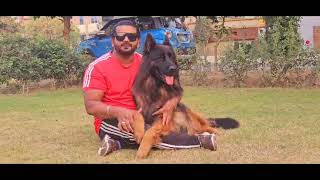 German Shepherd Kennel in Punjab  German Shepherd Puppies for Sale  German Shepherd for Adoption [upl. by Axela]