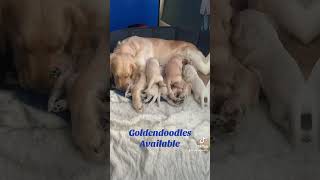 Goldendoodle puppies [upl. by Ocirled621]